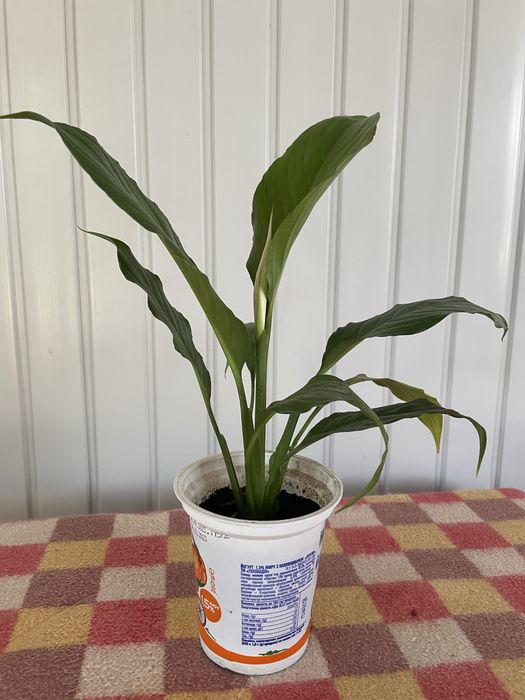 Продам вазони спатіфілум та різдвяник