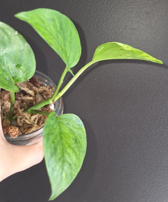 Epipremnum himiko teruno