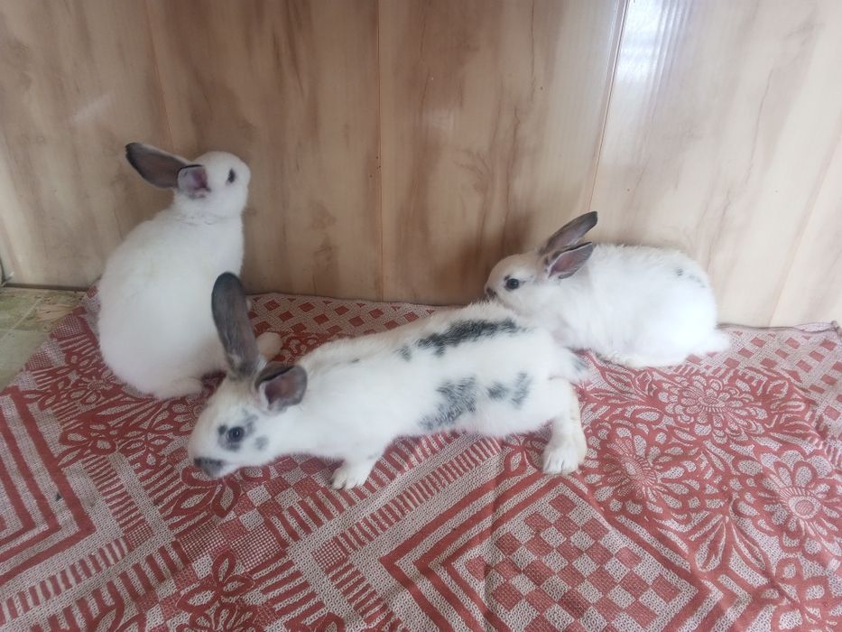 В продаже кролики
