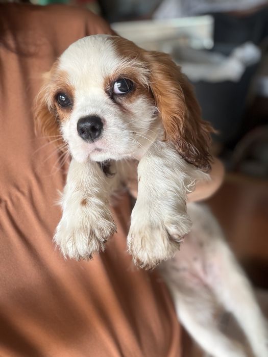 Cavalier King Charles Spaniel - femea Blenheim