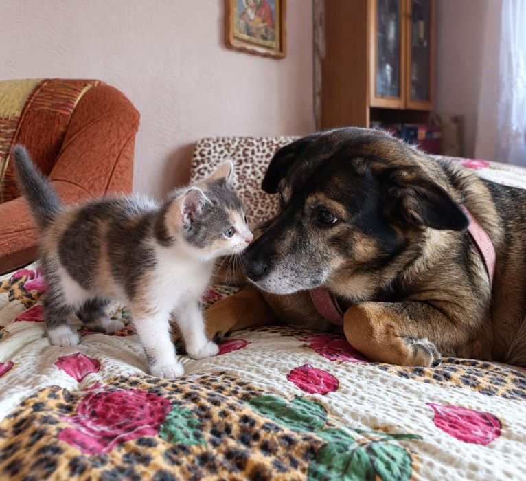 Шукаємо родину для кошенят