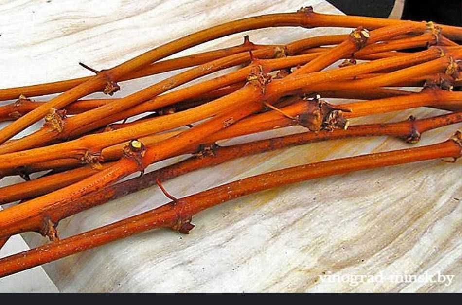 Чубуки винограда