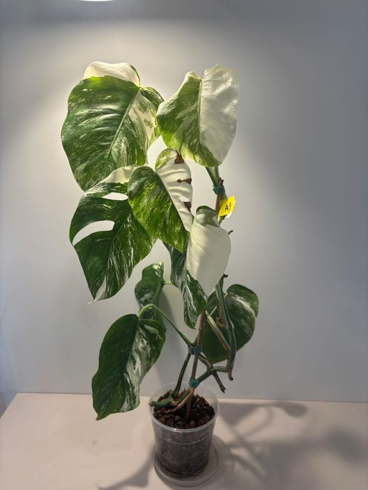 A1 - Monstera Variegata - cała roślina