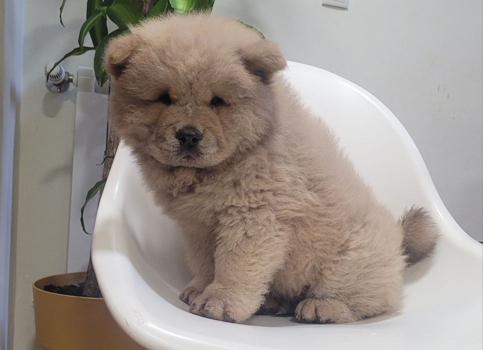 Chow chow macho bebé