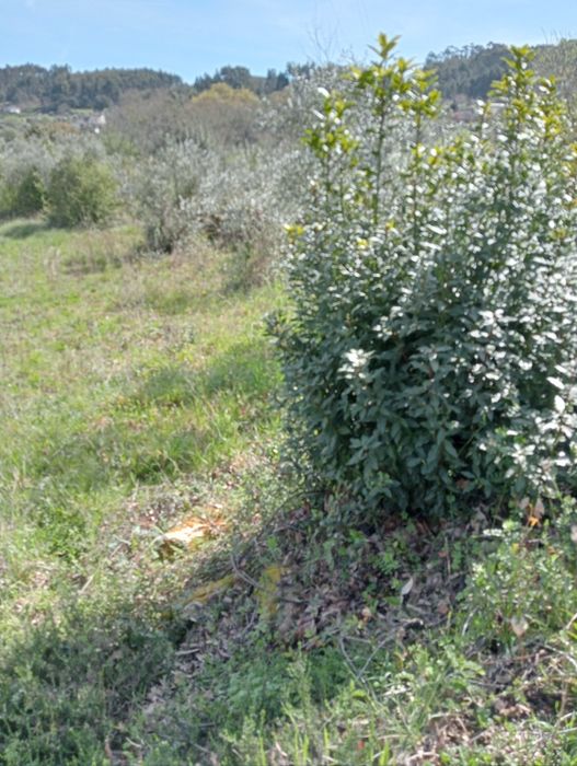 Vende-se terreno urbano e rústico casa ruína.