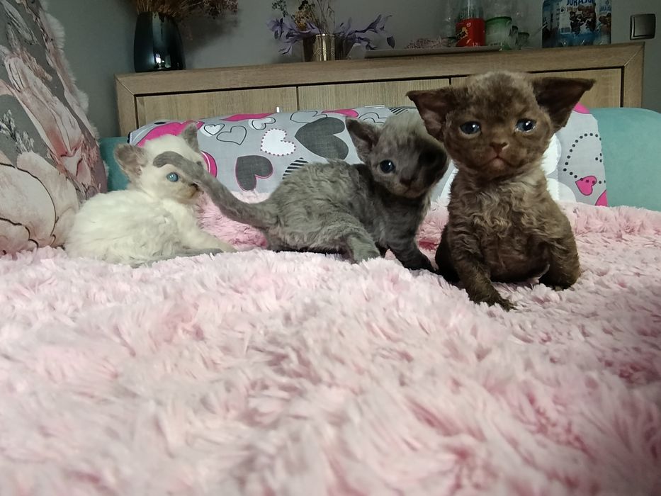 Kotka Devon rex rodowód FPL