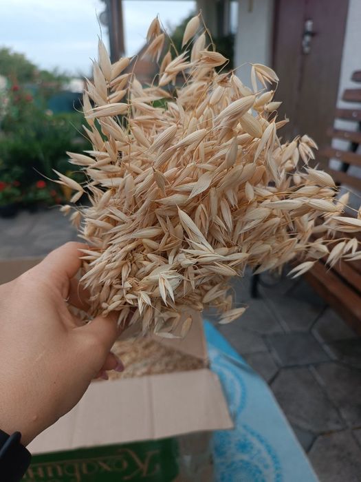 Смаколики для папуг