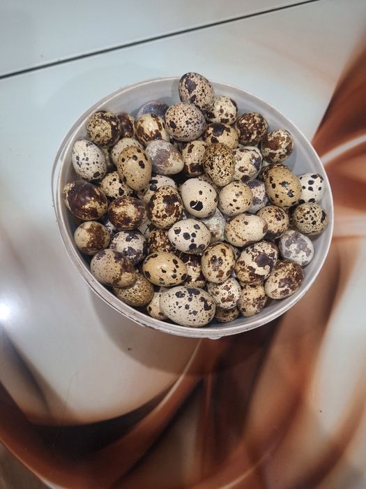 Перепелинні домашні яйця, лоток -60 грн