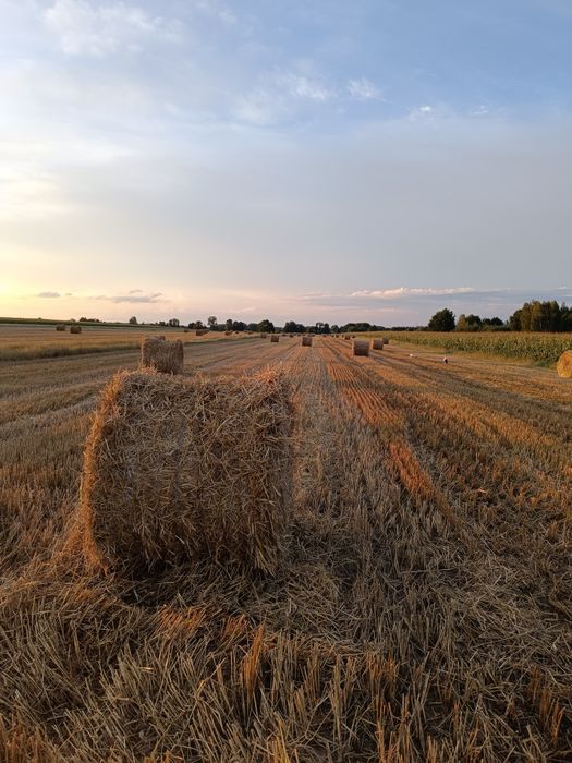 Słoma około 70 bel