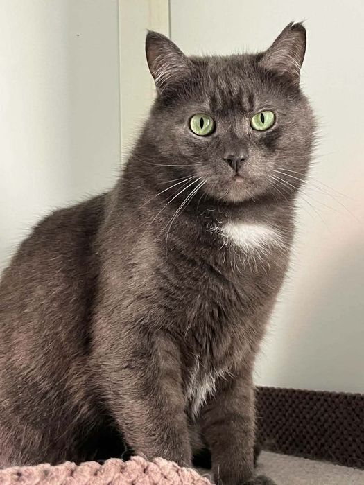 Персей шукає свій людину!