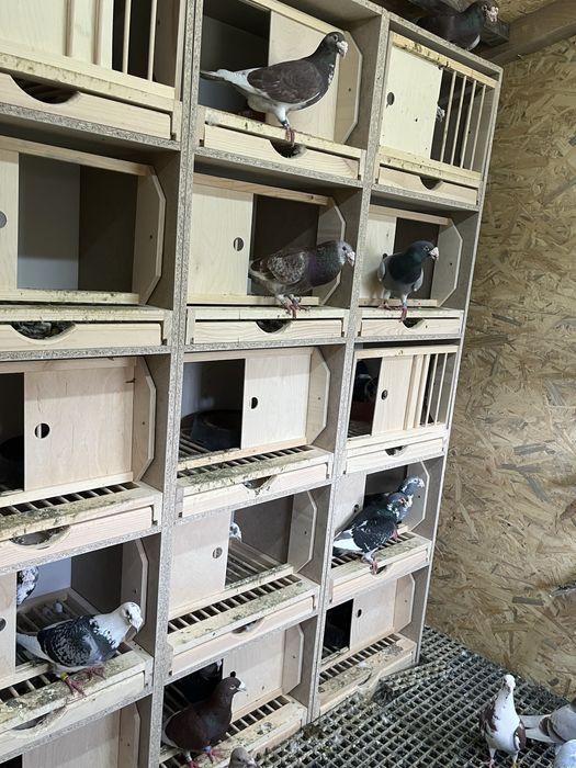 Gołębie staropolskie