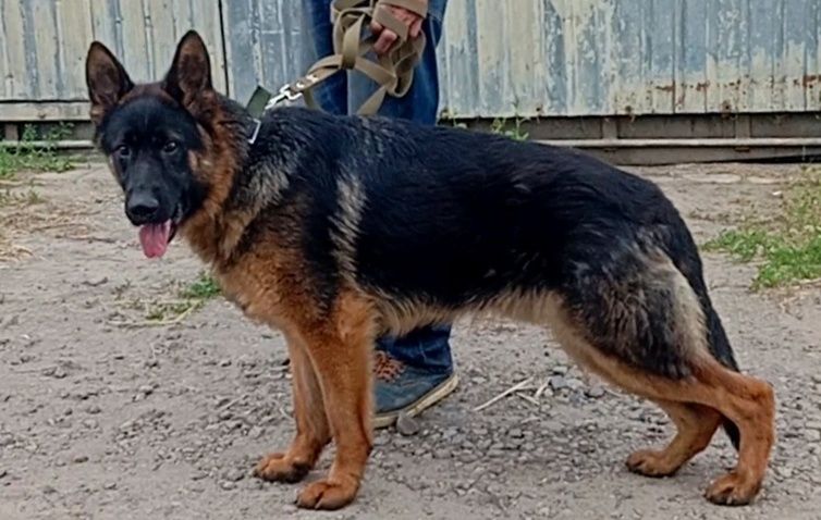 Девочки 2,5 мес .от яркой,крупной пары из питомника.