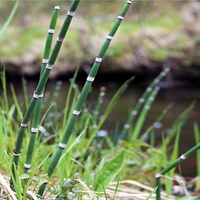 Rośliny do oczka wodnego i stawu