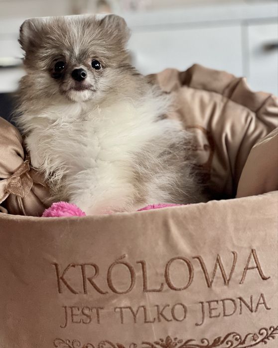 Szpic miniaturowy/pomeranian-maleńka dziewczynka