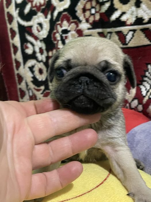Мопс цуцеята вік 1 міс