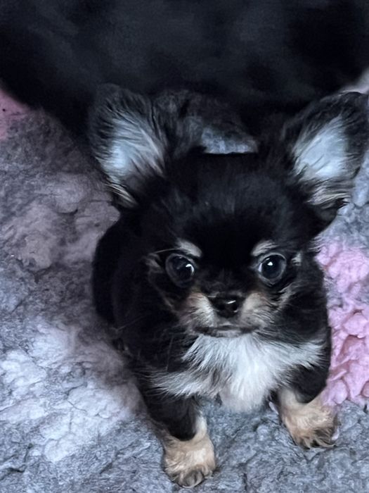 Chihuahua długowłosy piesek tricolor ZkwP