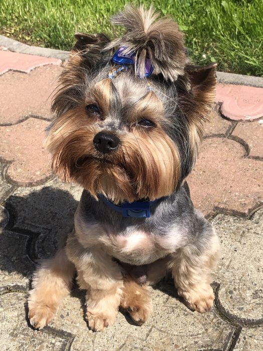 Шукаємо дівчинку для вязки