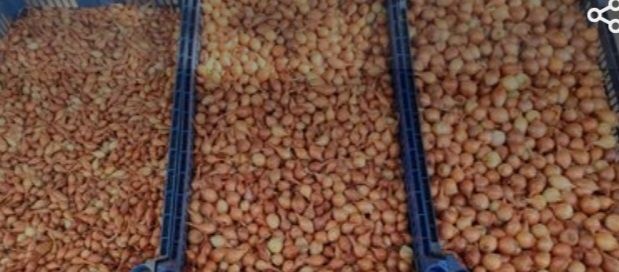 Продам ЛУК СЕВОК Отменного качества !!!