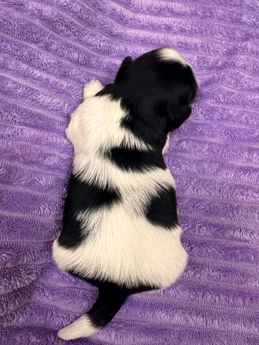 Ostatni piękny chłopiec shih tzu