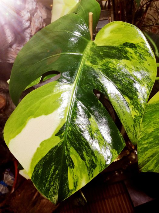 Monstera Marmorata Aurea Yellow Variegata  3 - colour  UNIKAT !  philo