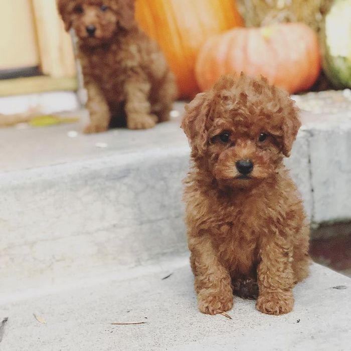 Кудрявый друг, который поднимает настроение