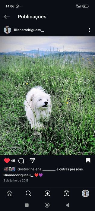 Bichon maltês menina