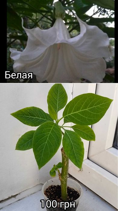 Бругмансия 6 сортов хорошо укоренённые черенки