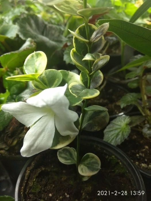 Карисса вариегатная и зеленая,жасмин Самбак,сингониум, Уайтфельдия