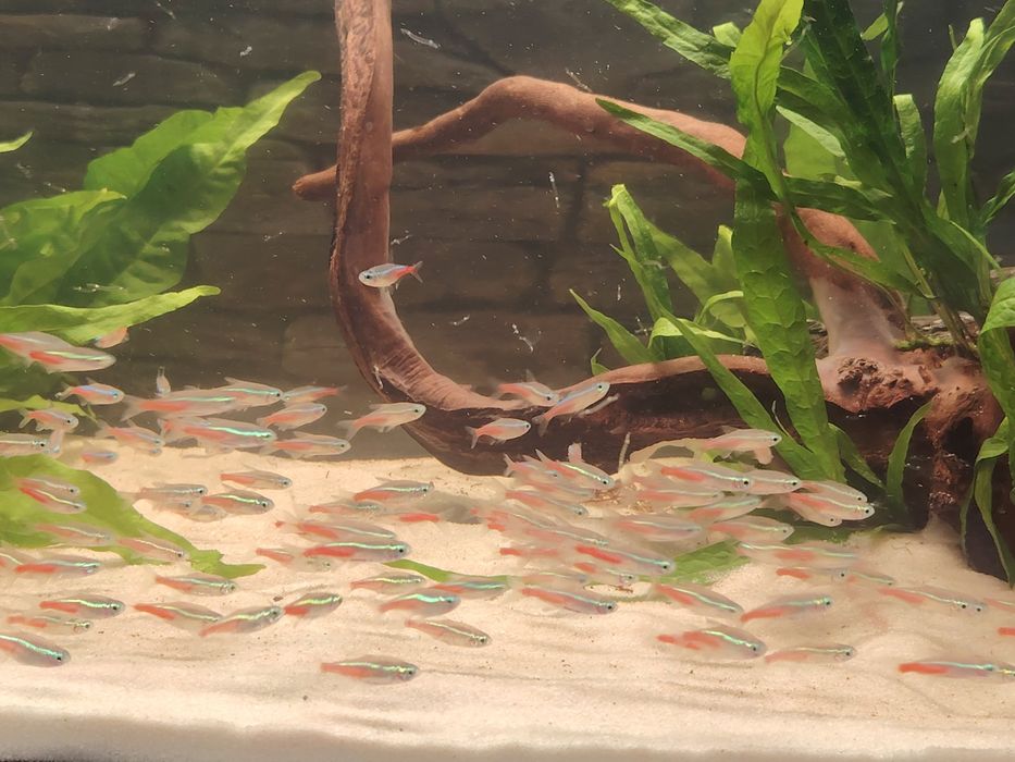 Neonki innesa neonki