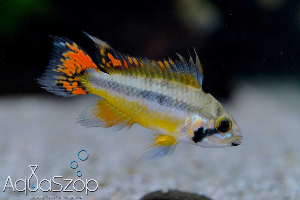 Pielęgniczka Kakadu ( Apistogramma cacatuoides ) - AQUASZOP