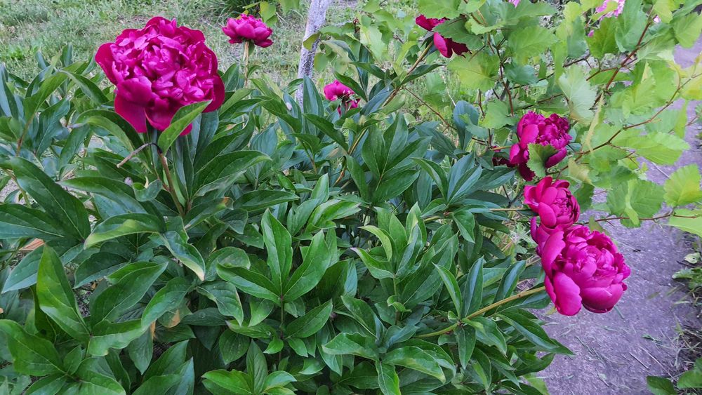 Викошування трави бур'яну електрокосой тримером