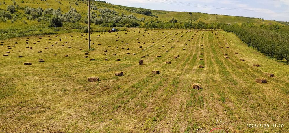 Сіно люцерни у великих квадратних тюках. Доставка, свіже 2025р