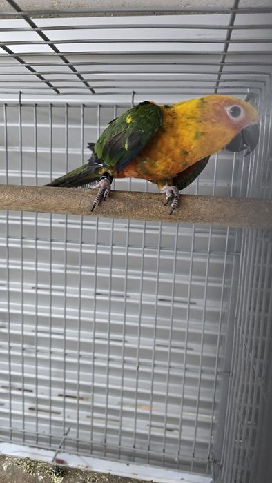 Aratinga jandaya