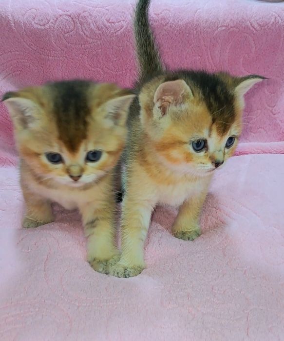 Три девочки золотые шиншиллы