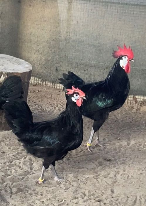 Інкубаційне яйце.Іспанські білолиці кури .