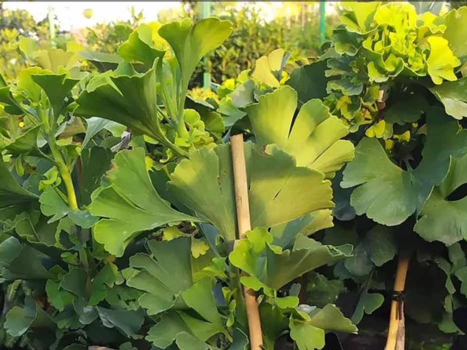 Гінко білоба пʼятирічні саджанці. Висота від 1,7 м до 2.2 м.