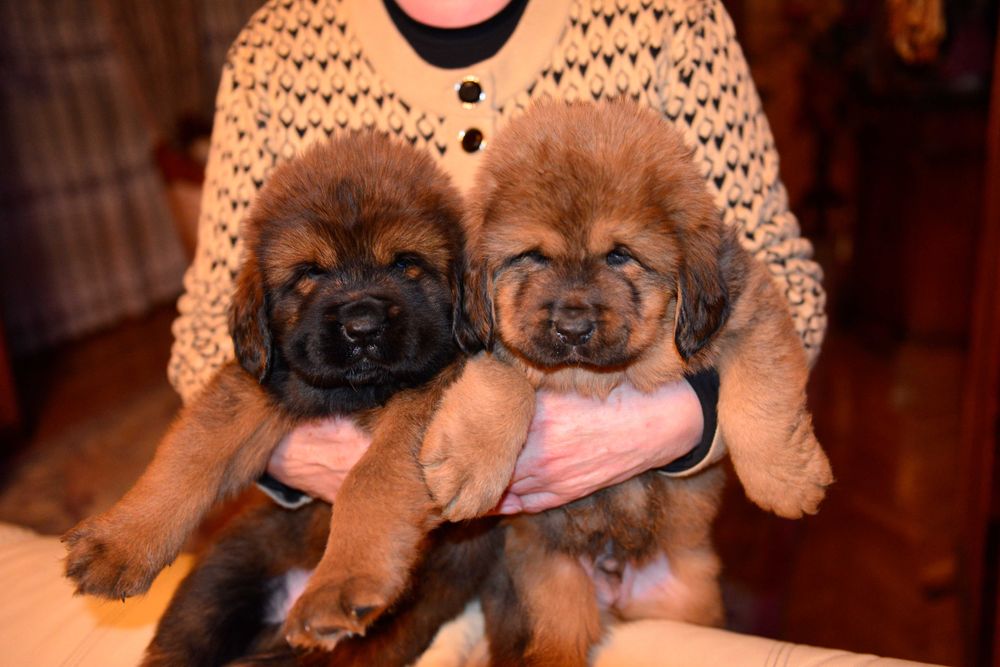 Mastif Tybetański  piesek