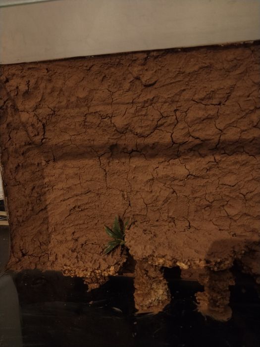 Sprzedam terrarium o wymiarach 50 × 30 × 30 cm