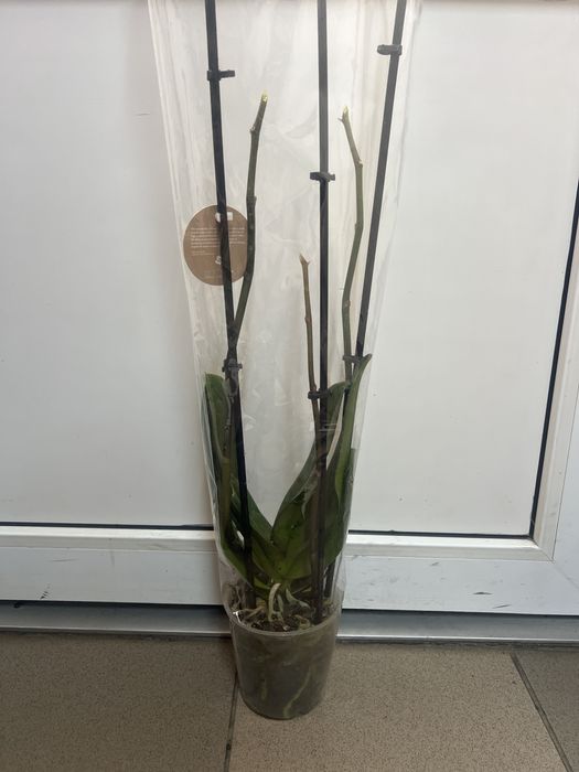 Орхідеї перецвівші