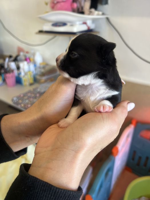 Chihuaua macho.