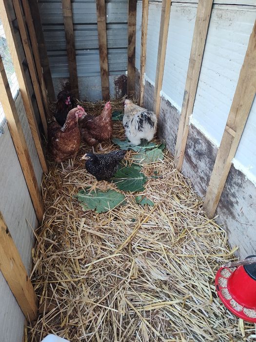 Galinhas raça troca