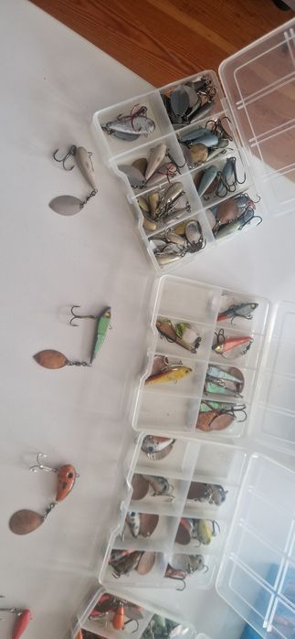 Wirujące ogonki, cykady