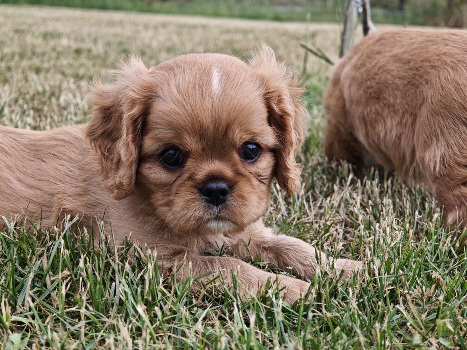 Cavalier King Charles Spaniel FCI