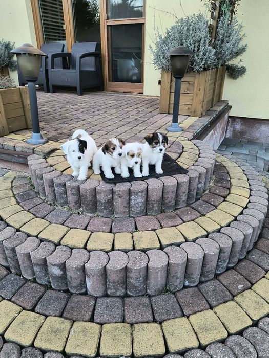 Jack Russell Terrier