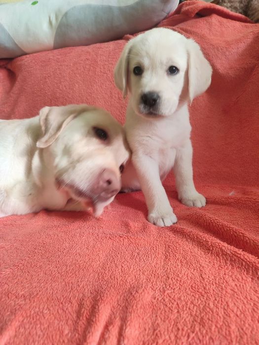 Лабрадорчики чистокровні з документами