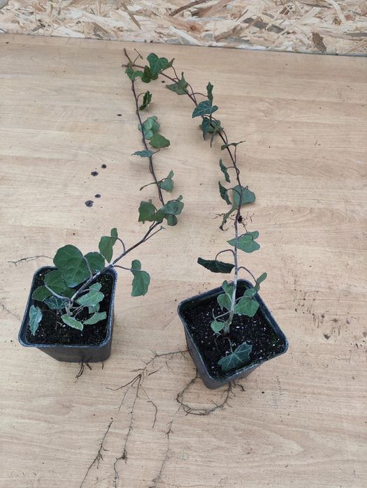 Дерен, флокс, спірея, бересклет, будлея, вейгела, плющ гурт листяні