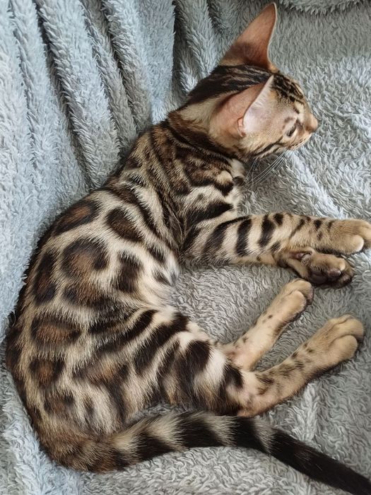 Бенгальські кошенята