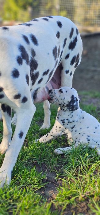 Dalmatyńczyk szczeniak