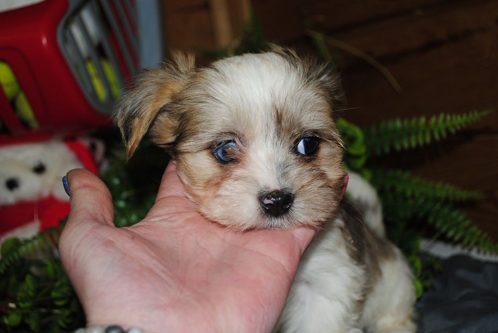 Малеча з блакитними очима. Срочно