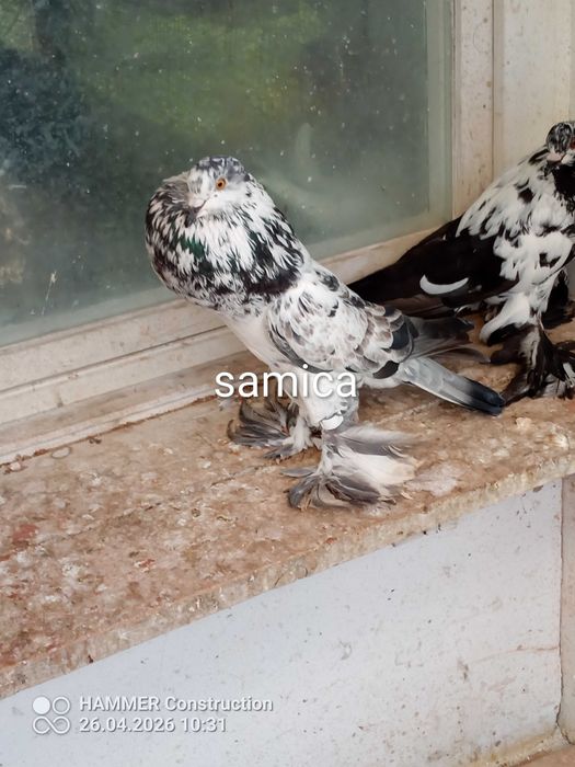 Garłacze Pomorskie